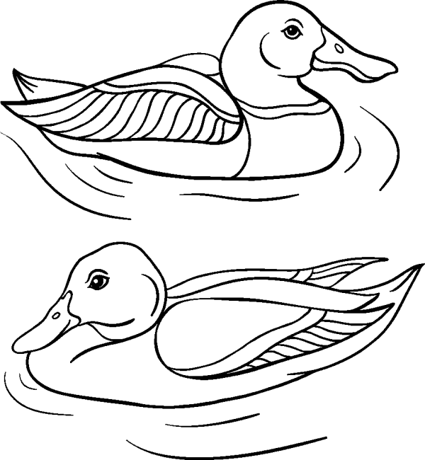 Two Ducks Swimming