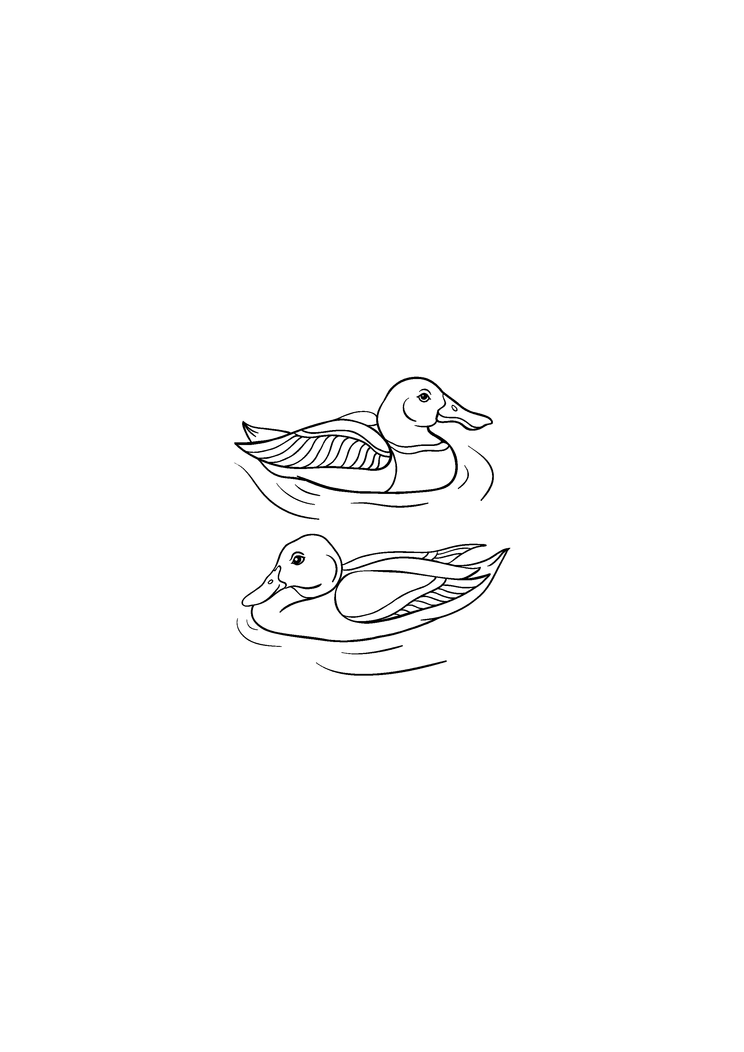 Two Ducks Swimming