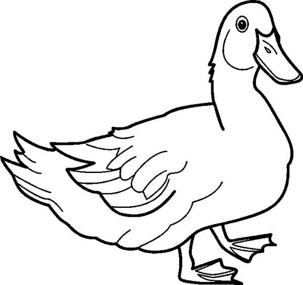 Duck