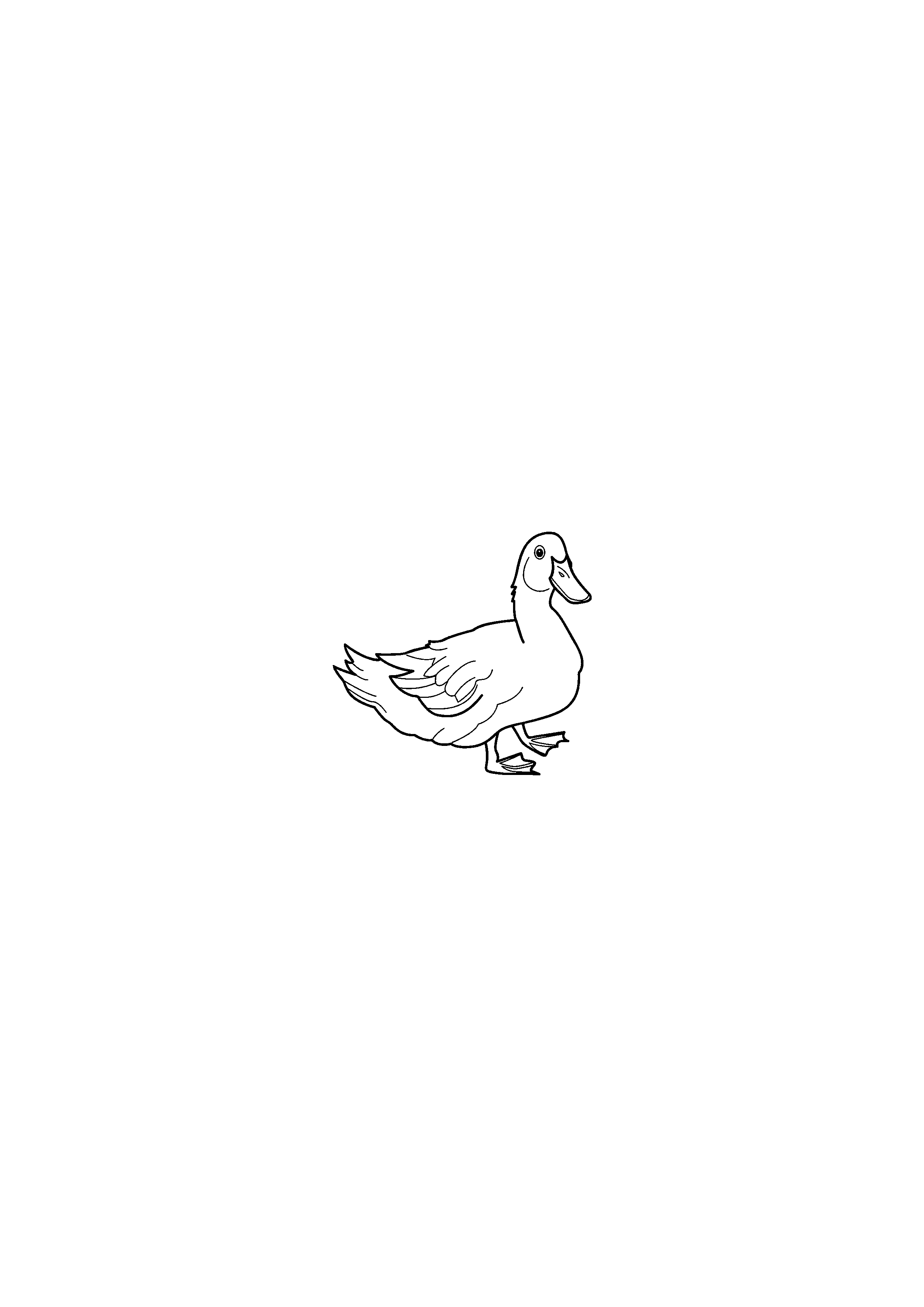 Duck