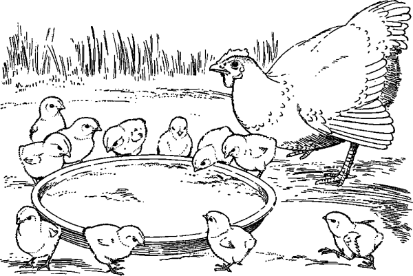 Hen with Chicks by a Plate of Millet