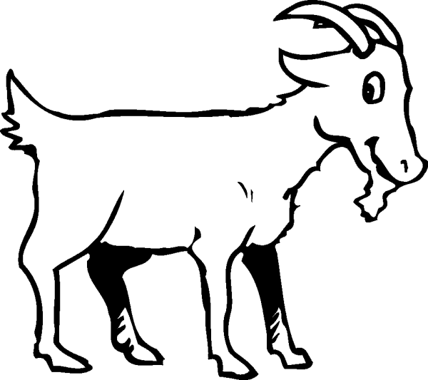 Goat