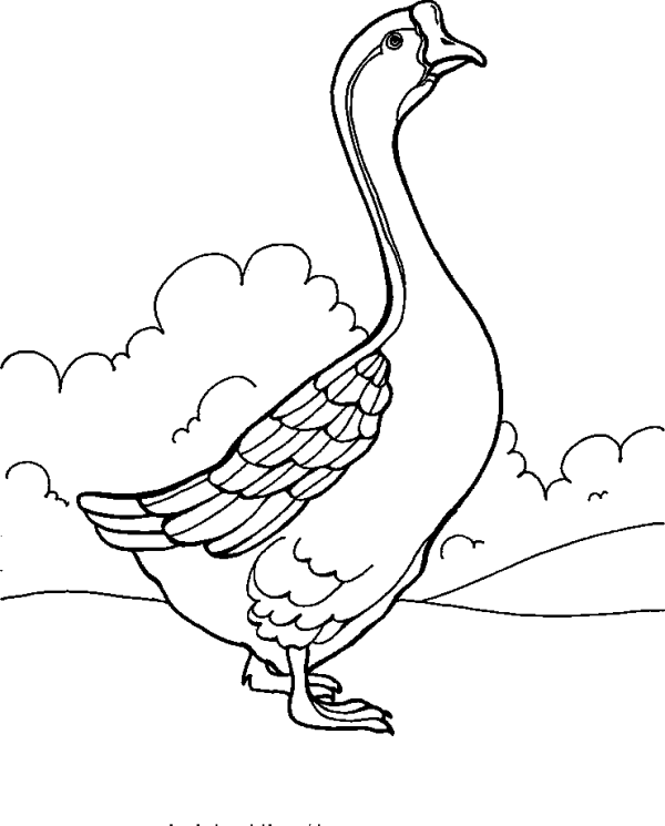 Goose on a Walk
