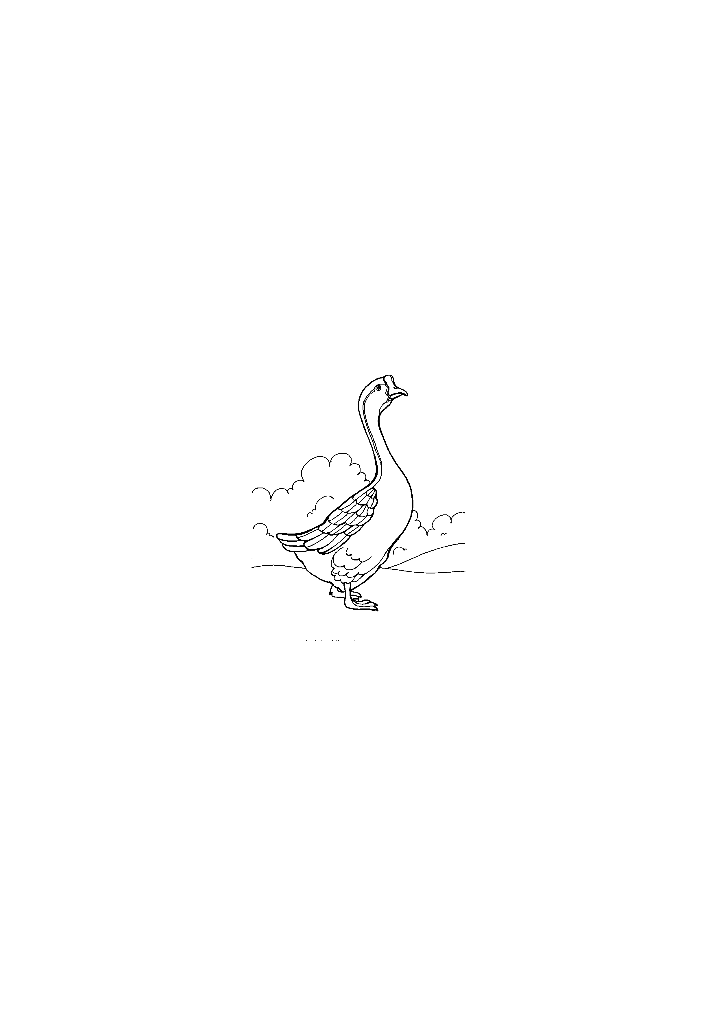 Goose on a Walk