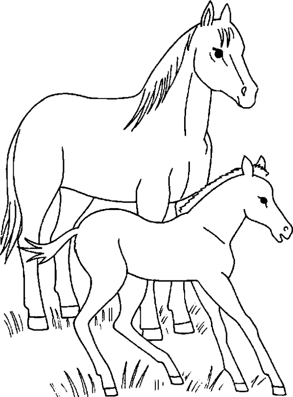 The horse and foal are frolicking in the meadow