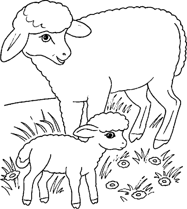 Sheep and Lamb in the Meadow