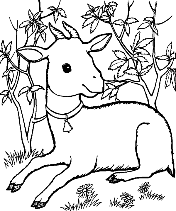 Cute Lamb Lying on the Meadow