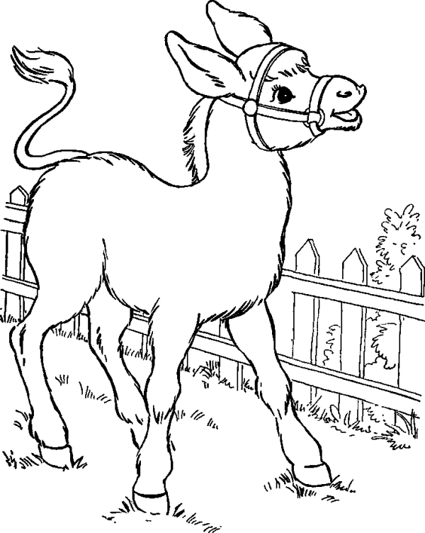 Donkey by the Fence