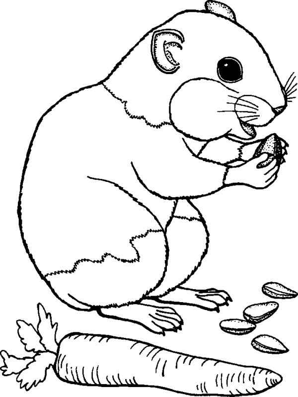 Hamster with Grain and Carrot