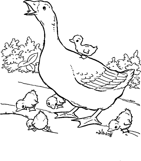 Goose with Goslings