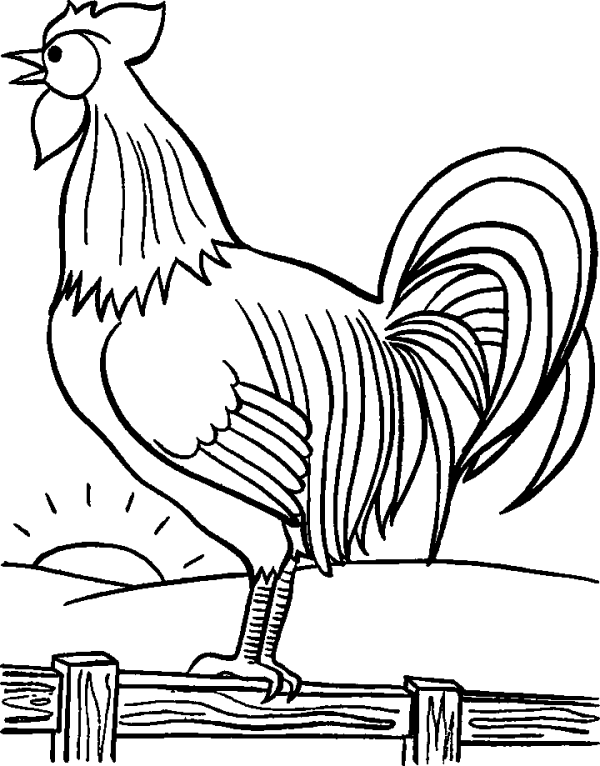 Rooster Crows on the Fence