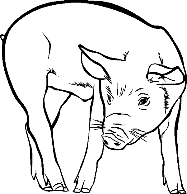 Pig