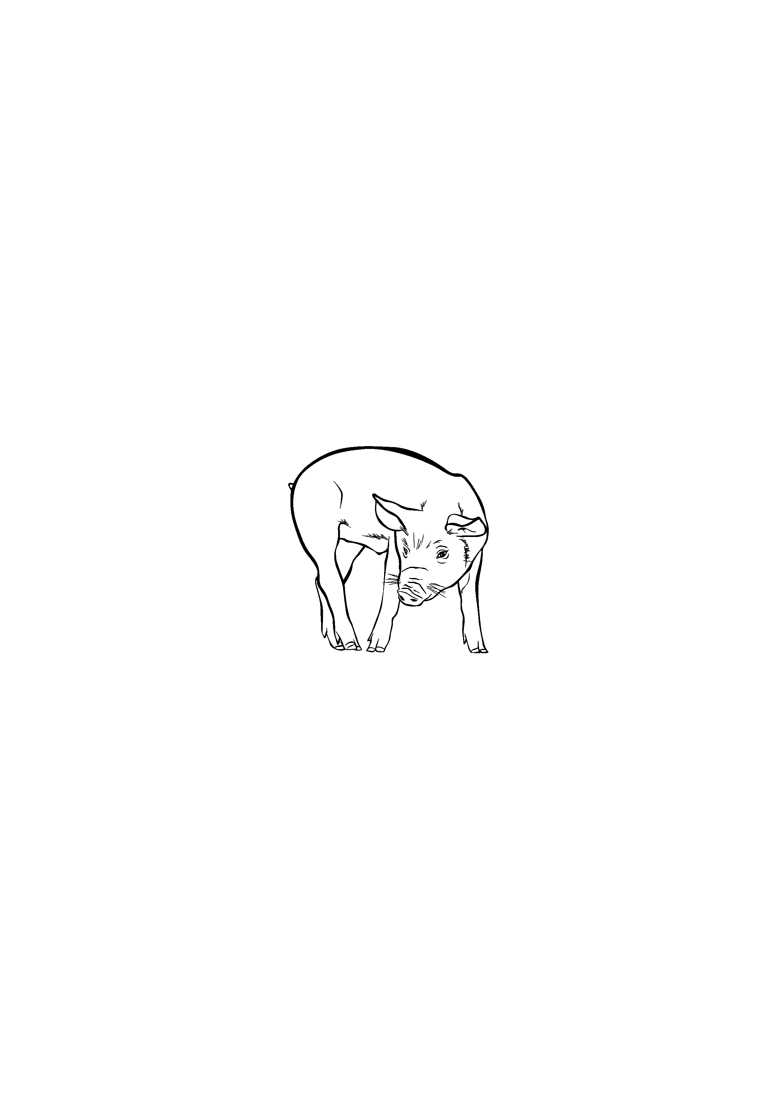 Pig