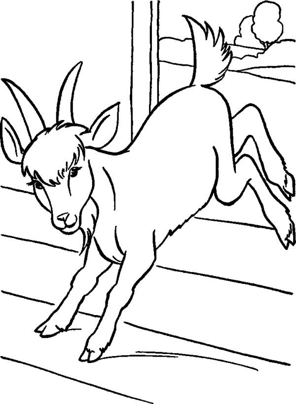 Kid Goat