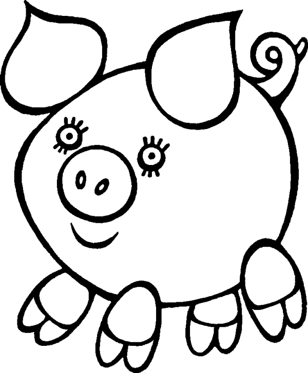 Funny Pig