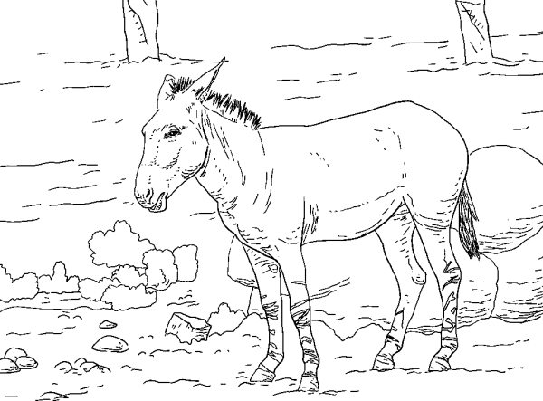 Donkey on a Walk