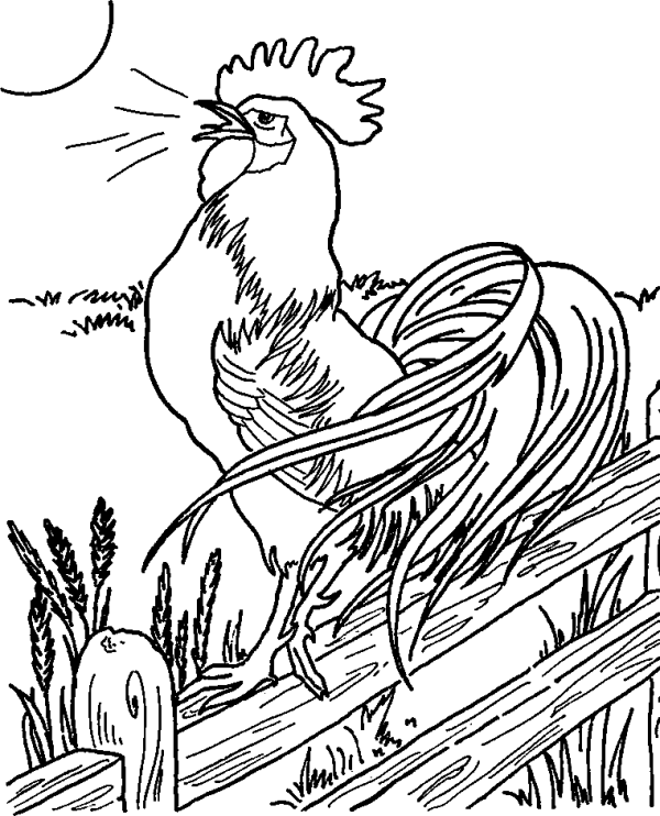 Beautiful Rooster on the Fence