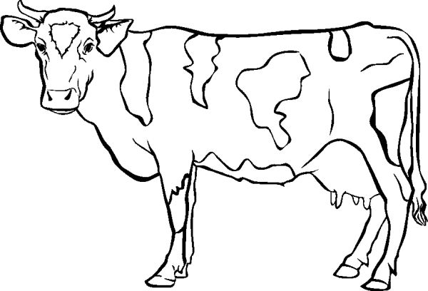 Spotted Cow