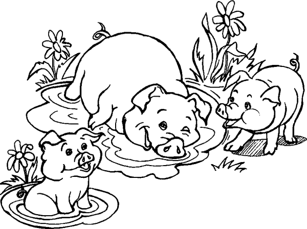 Two Piglets and a Pig in a Puddle