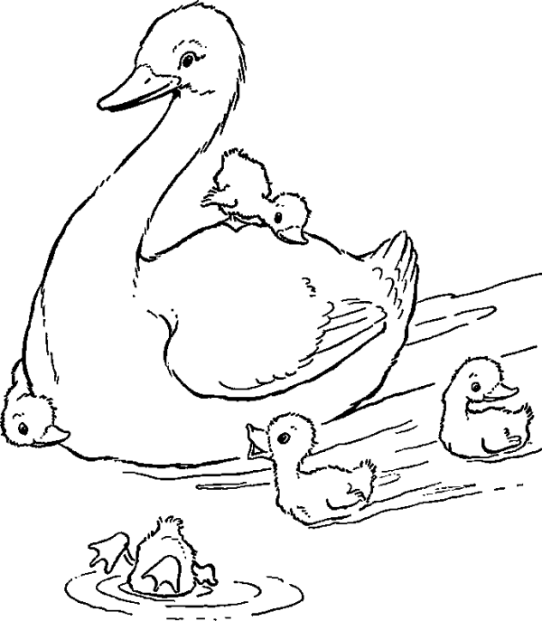 Duck with Ducklings Swimming
