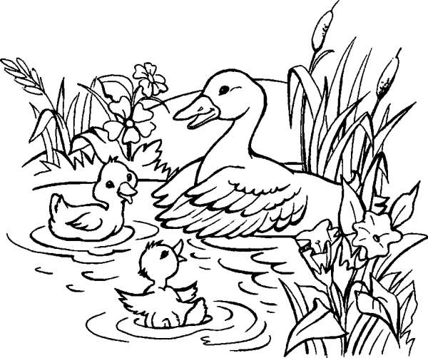 Duck and ducklings are swimming in the pond