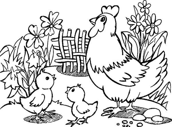 Hen with Chicks in the Pen