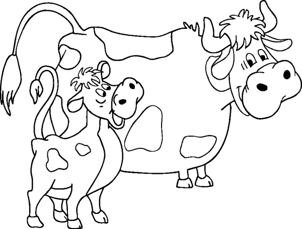Cow and Calf
