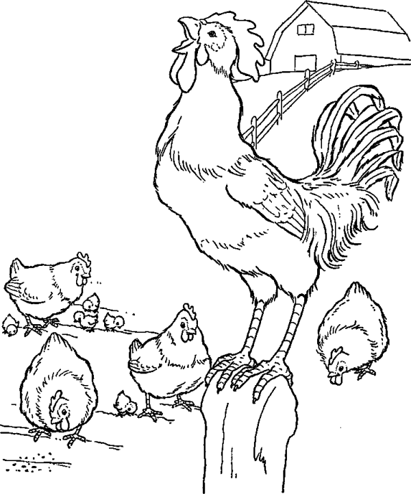 Rooster on the Fence and Hens
