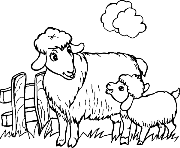 Sheep and lamb standing by the fence