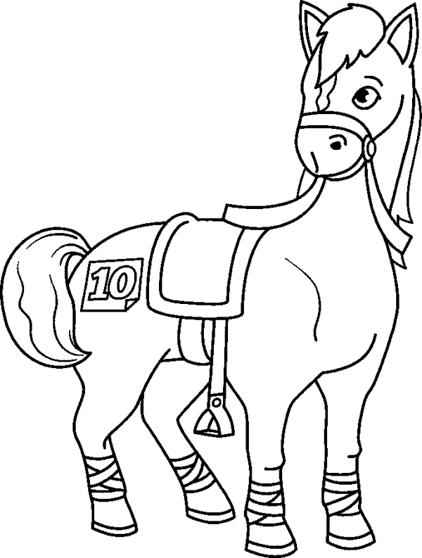 Sport Horse