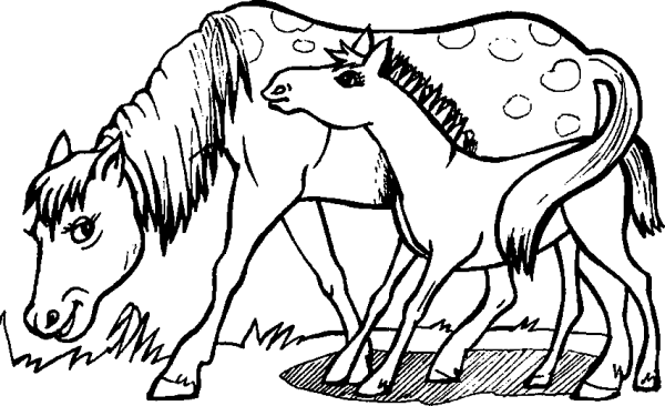 Spotted Horse and Foal