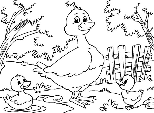 Duck with Ducklings in the Pen