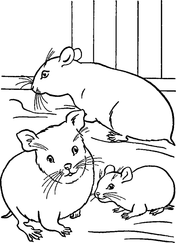 Hamsters