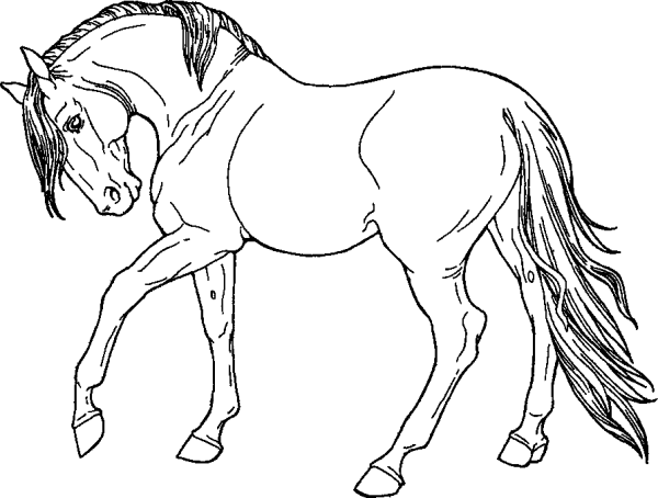 Horse
