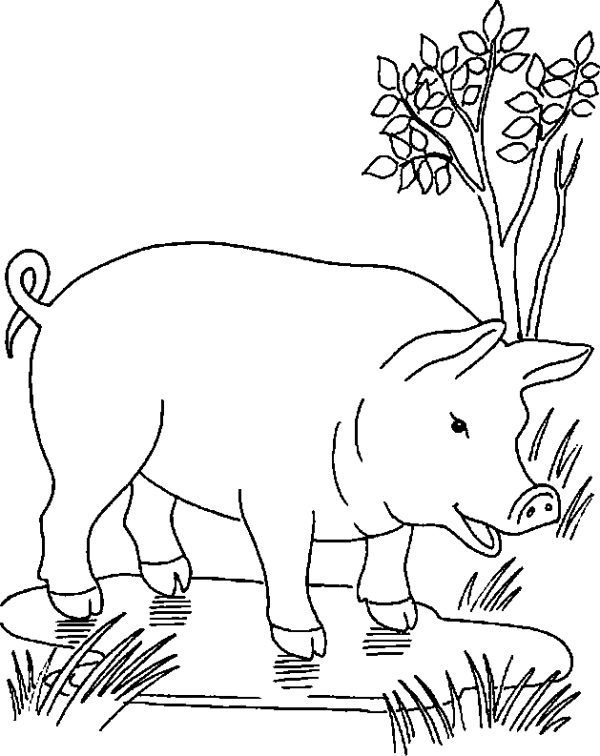 Pig in a Puddle
