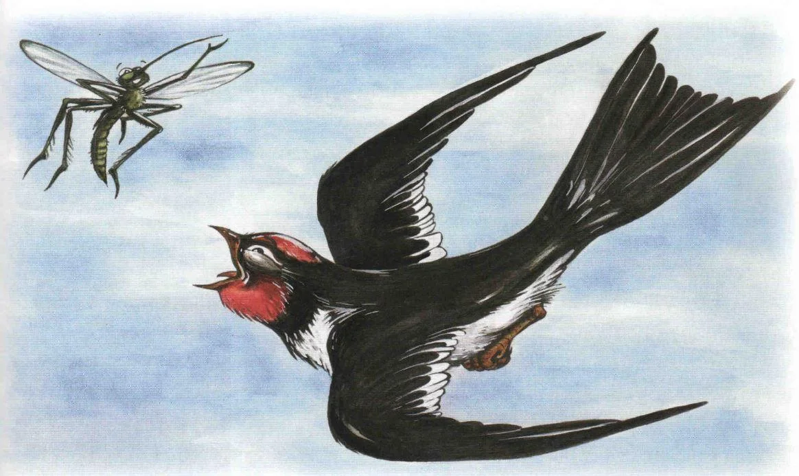 Почему у ласточки хвост раздвоен?